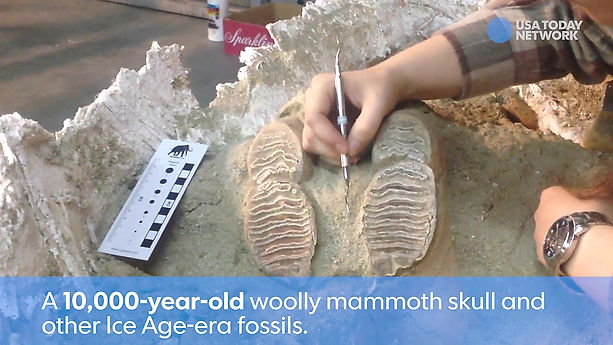 Ice Age Fossils Emerge in LA Metro